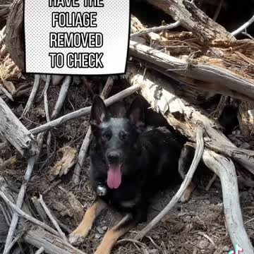 Myth Busting Cadaver Dogs Series