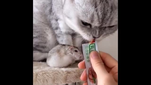 cat eating