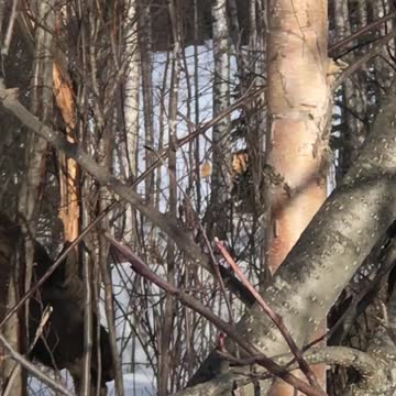 Moose eating our trees!