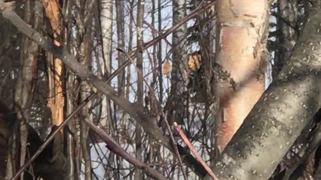 Moose eating our trees!