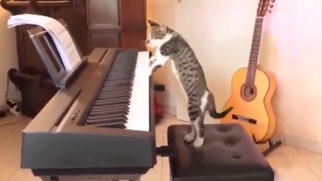 Mysterious cat playing piano ( don‘t watch if you believe in Ghosts )