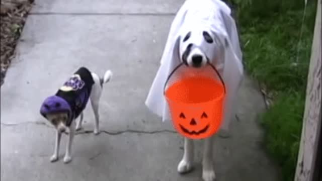 Gif video of trick or treating