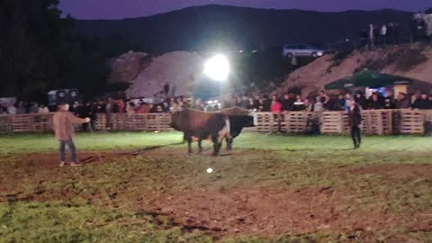 Finale Peran od Benita vs Brizan Farma Tentić