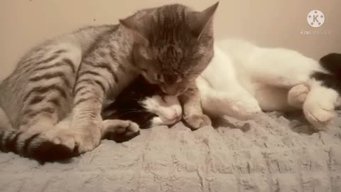 Cute cats