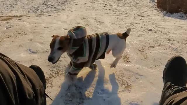 Speedy Doggie Wins Race against Sled