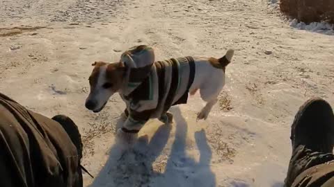 Speedy Doggie Wins Race against Sled