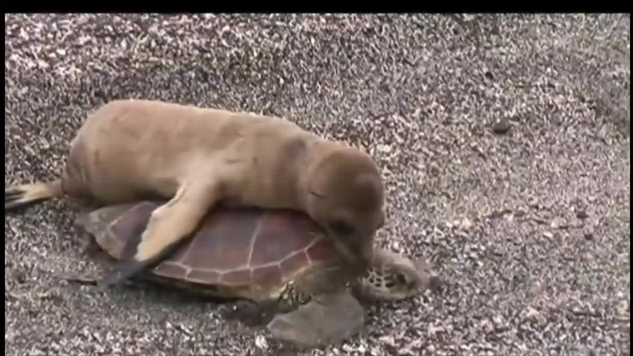 Baby Sea Lion Rides a Turtle