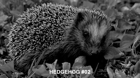 Hedgehog sound effects