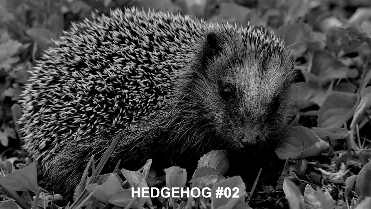 Hedgehog sound effects