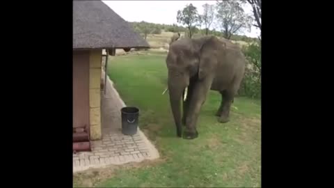 smart animals. most intelligent animals.