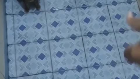 Amazing and Funny Video 2022 | Try To Not Laugh 😂 | cat is afraid of mice like tom and jery