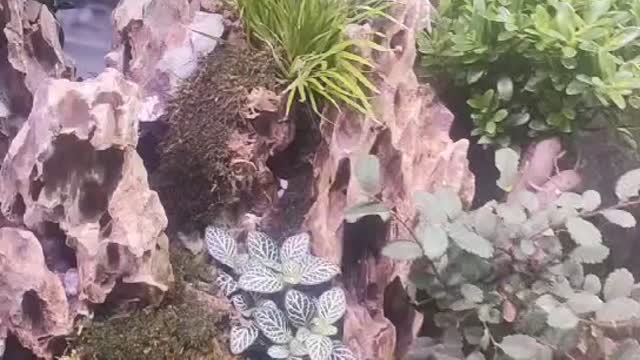 The world of potted plants in a fish tank