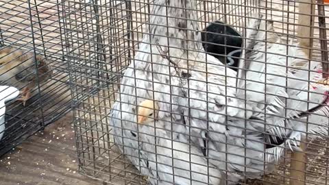 Cute Chick Pops Out of Hen's Feathers