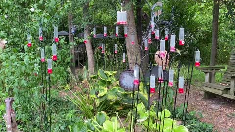 08-05-22 Hummingbirds 01