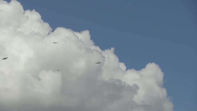 Free Birds Flying Circling in the Sky Video Footage