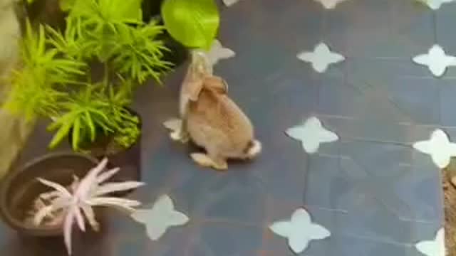 Bunny eating leaves from my garden, trying to hide when I start filming🎥🎬