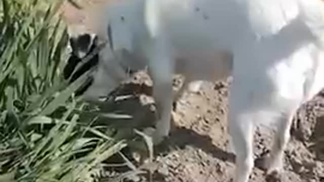 Funny dog video