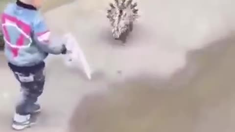 funny animal video