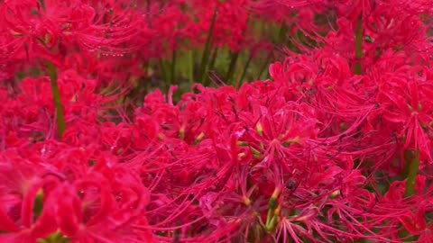 -This life is a leaf without knowing the flowers,