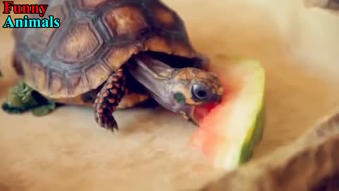 Turtle / Tortoise - A Funny Turtle And Cute Turtle Videos Compilation 2022