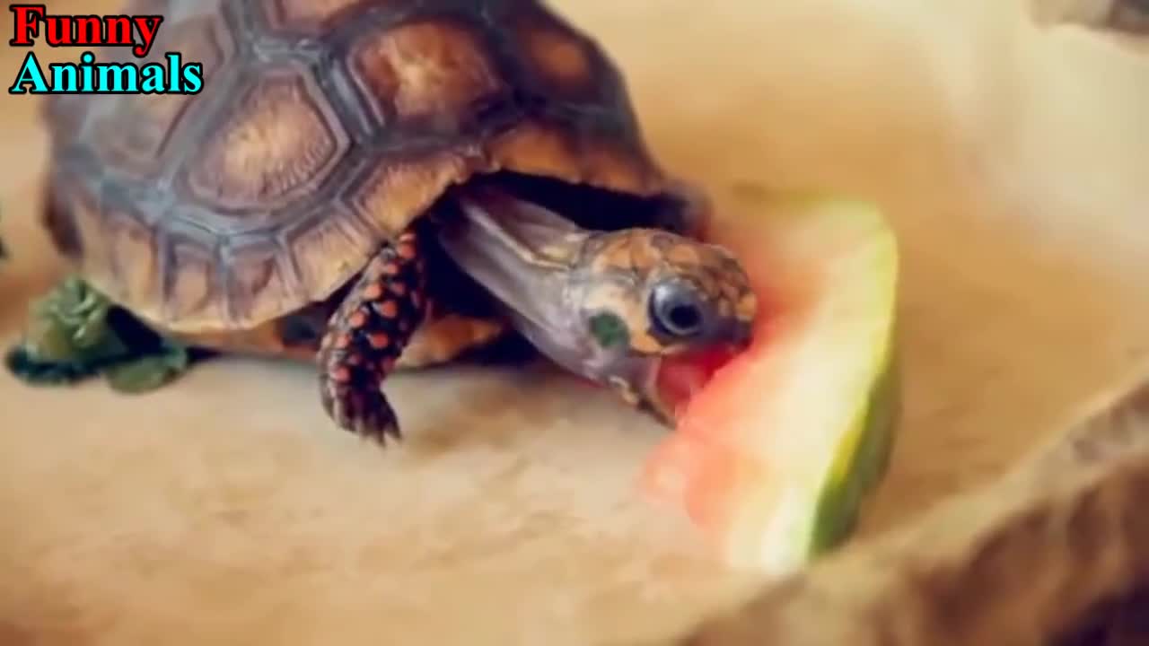 Turtle / Tortoise - A Funny Turtle And Cute Turtle Videos Compilation 2022