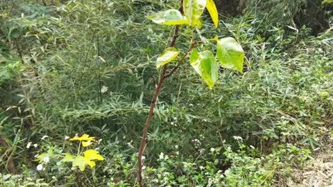 蓮霧苗, 蜜棗苗 (wax apple, jujube)