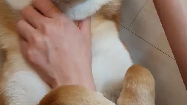 puppy shiba masaage