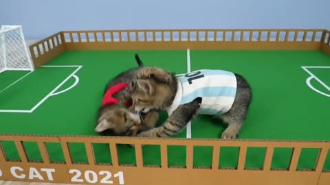 2 friendly cats play soccer