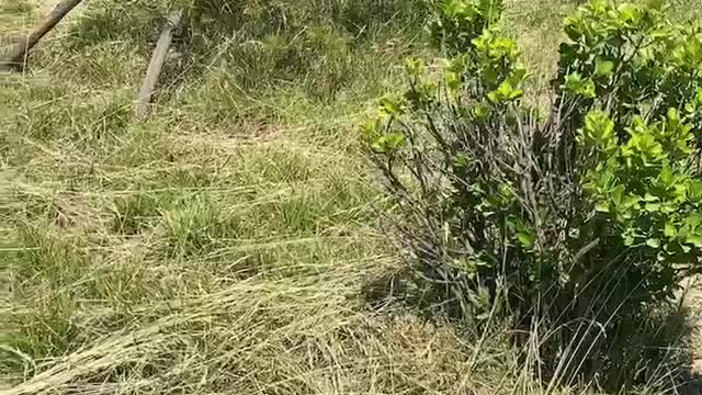 Oddly-shaped tree swaying in the wind