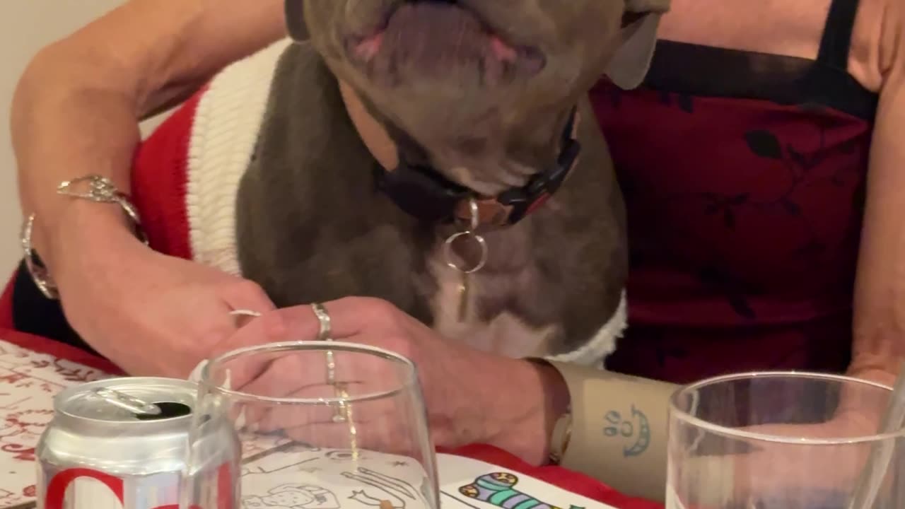 Staffordshire Bull Terrier Enthusiastically Recites Reindeer Names