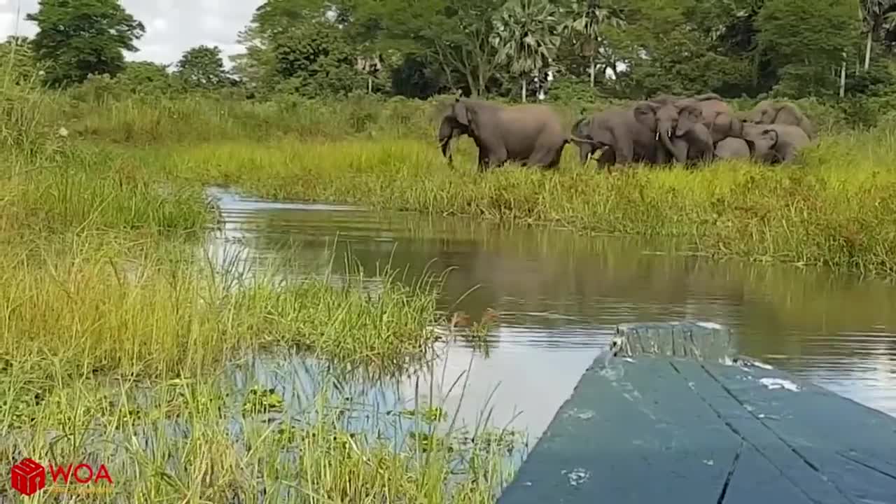 Battle of Elephant vs Crocodile