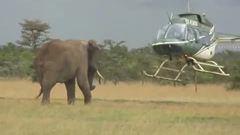 Elephant vs Helicopter