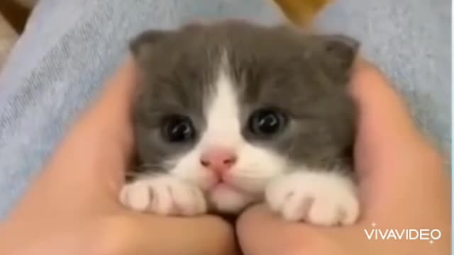 cute kittens
