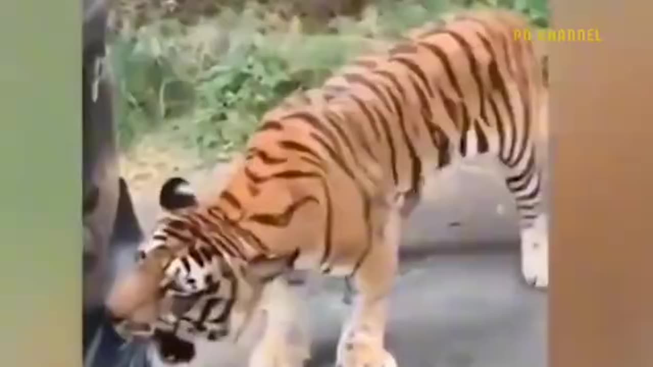 Gorilla vs Tiger