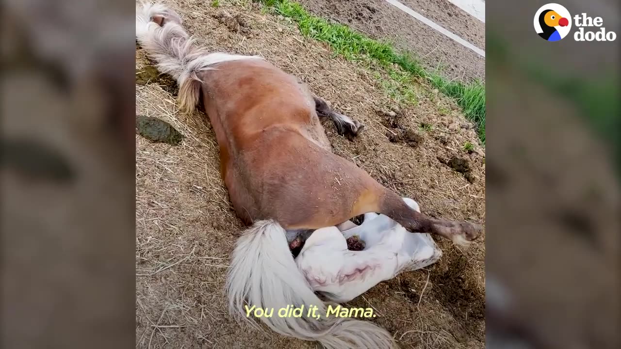 Aggressive, Pregnant Pony Completely Transforms | The Dodo