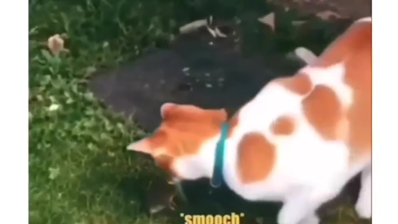 Funny and Cute Cats Videos #422