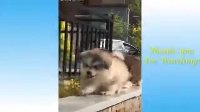 Naughty Pet Animals | cute animal videos | ♥️3 i love cute animals