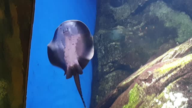Stingray in the aquarium