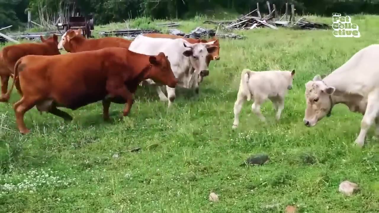 Funny animal videos 🤣