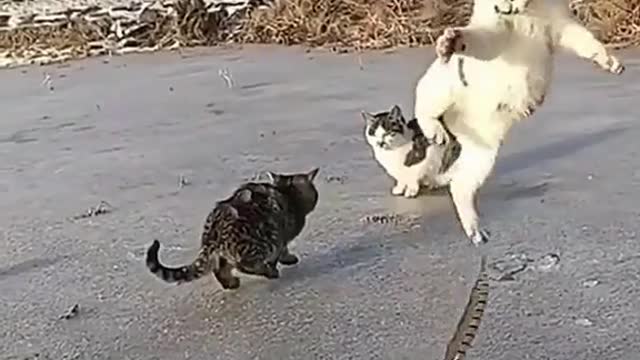 Funny video dog