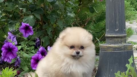 puppy-in-a-garden