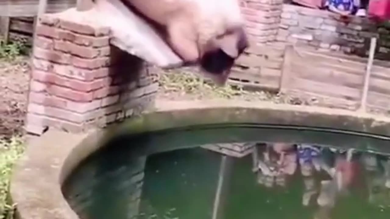 Animal funny video