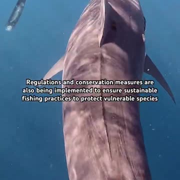 How humans affect sharks and other marine animals