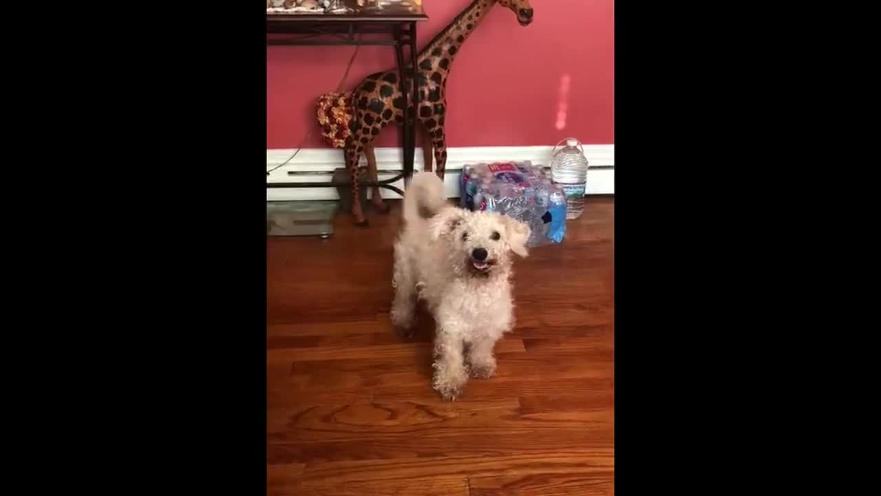 Dancing dog lights the floor on fire