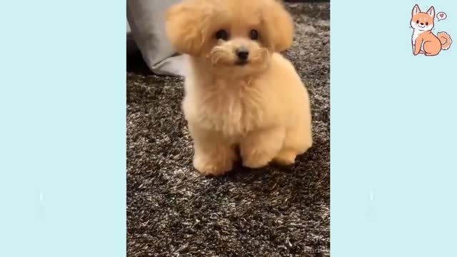 Cute Funny and Smart Dogs Compilation #5 | Cute Buddy