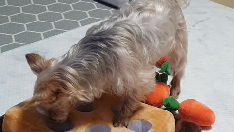 Carrot toys and puppies