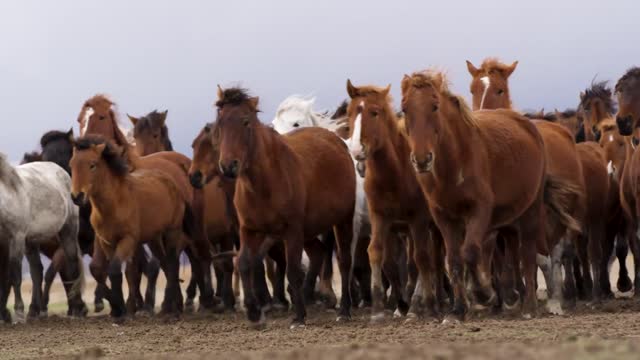 Wild horses_Wild horses