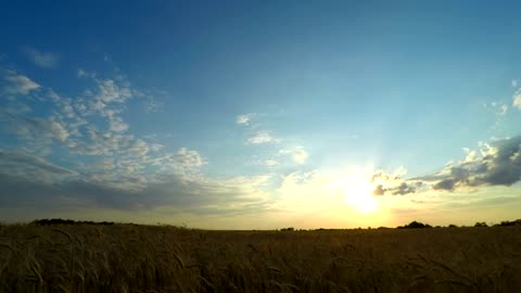 Sunset over a wheat field