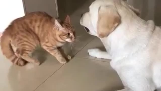 When teasing angry friends should do? This is how the cat does with the dog