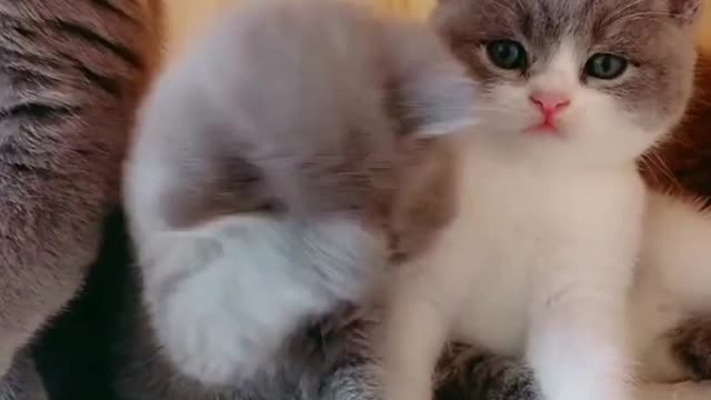 Kitten and mother learn to wash their faces